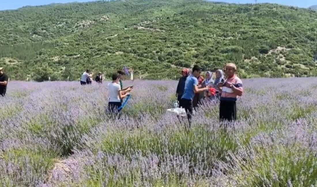 Osmaniye’nin Düziçi ilçesinde kadınların mor kokulu rüyası gerçek oldu, bakımı