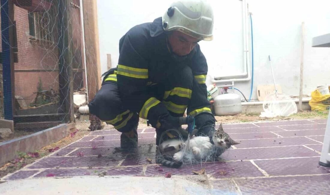 Hatay’ın Samandağ ilçesinde balık ağına takılan kedi, itfaiye ekipleri tarafından