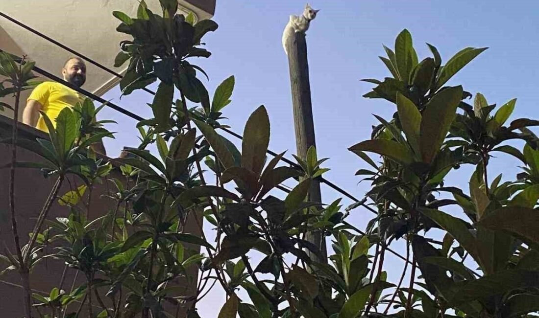 Hatay’ın İskenderun ilçesinde bir apartman dairesinin balkonundan ahşap elektrik direğine