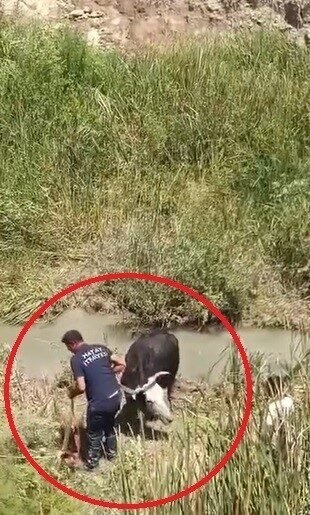 Hatay’ın Reyhanlı ilçesinde dere yatağına girerek bataklığa saplanan 3 büyükbaş