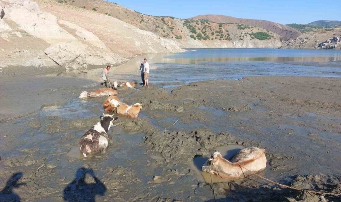 Kahramanmaraş’ın Göksun ilçesinde bataklığa saplanan 6 büyükbaş hayvan, itfaiye ekiplerinin