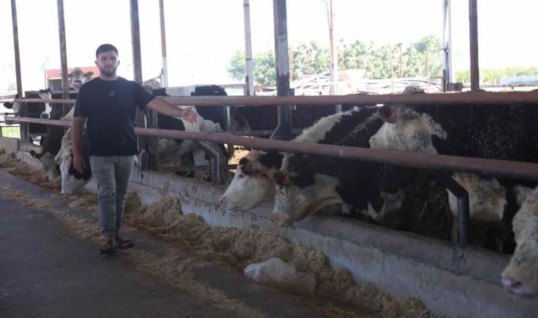 Hatay’da besicilik yapan İbrahim Yumuşak, yurt dışından getirerek besisine sevkini