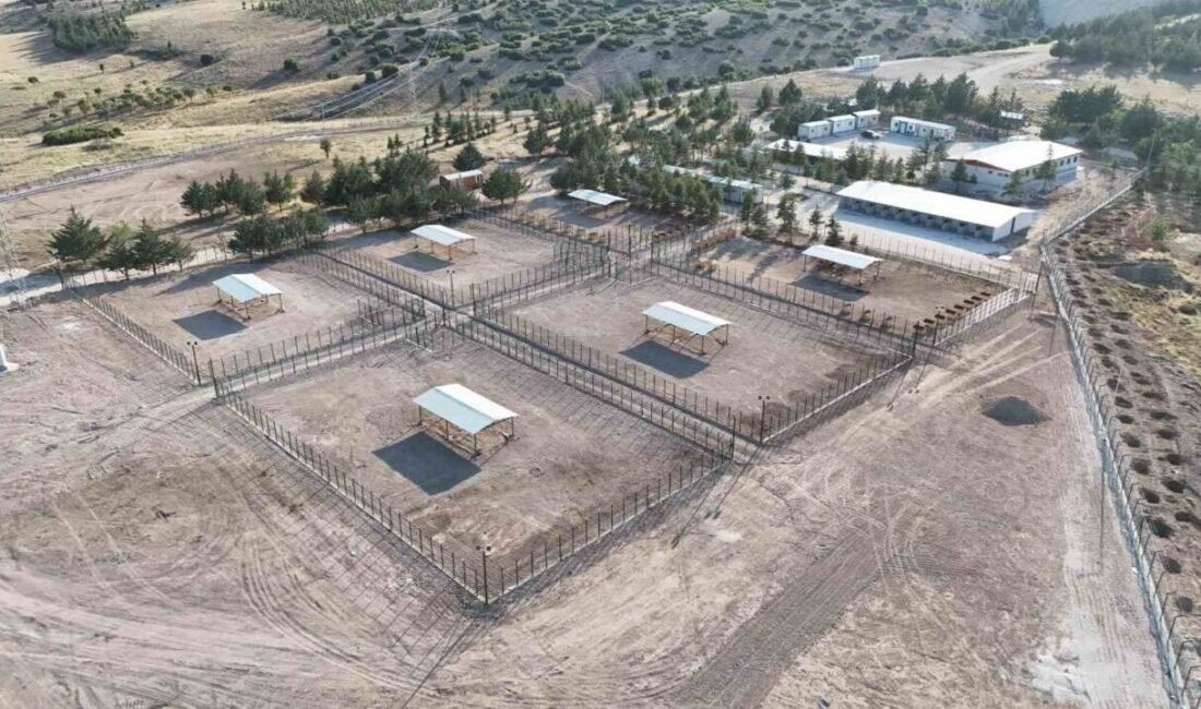 Burdur’da sahipsiz hayvanlar için kurulan modern rehabilitasyon ve doğal yaşam