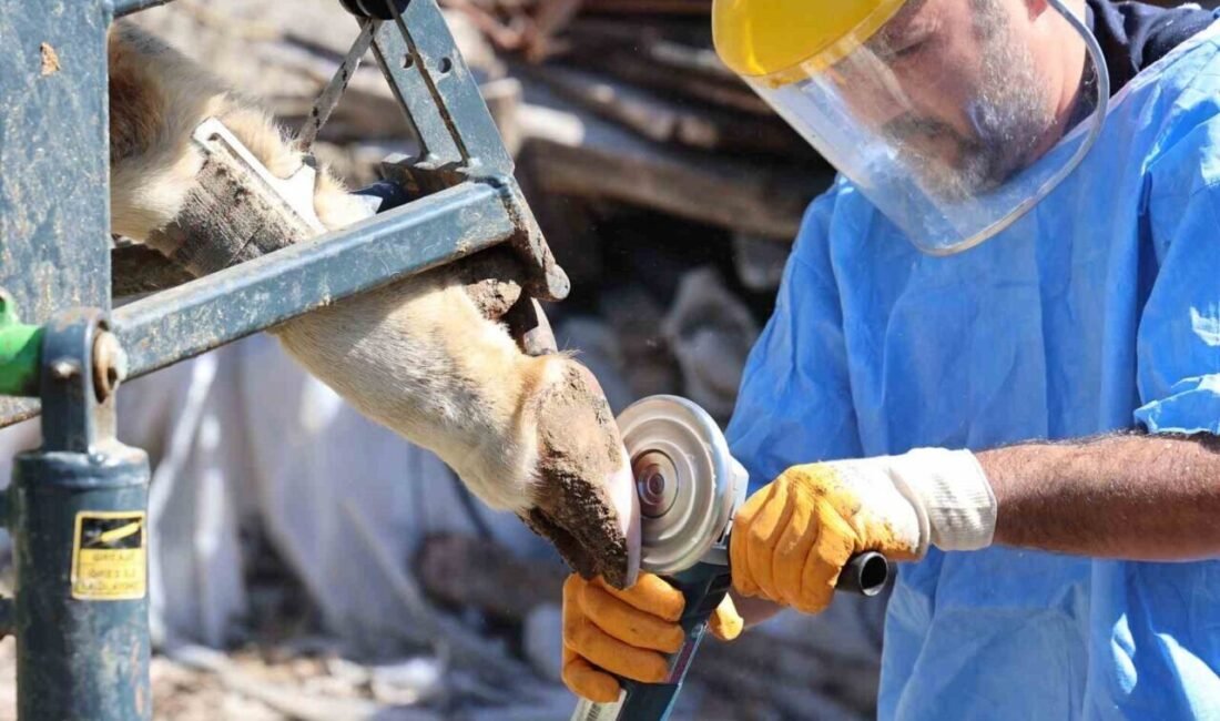 Antalya Büyükşehir Belediyesi’nin yerelden kalkınma vizyonuyla tarım ve hayvancılığa yönelik