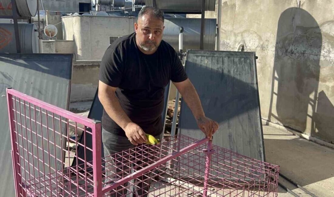 Mersin’in Tarsus ilçesinde son bir aydır pencerelerde ve damlarda gezip