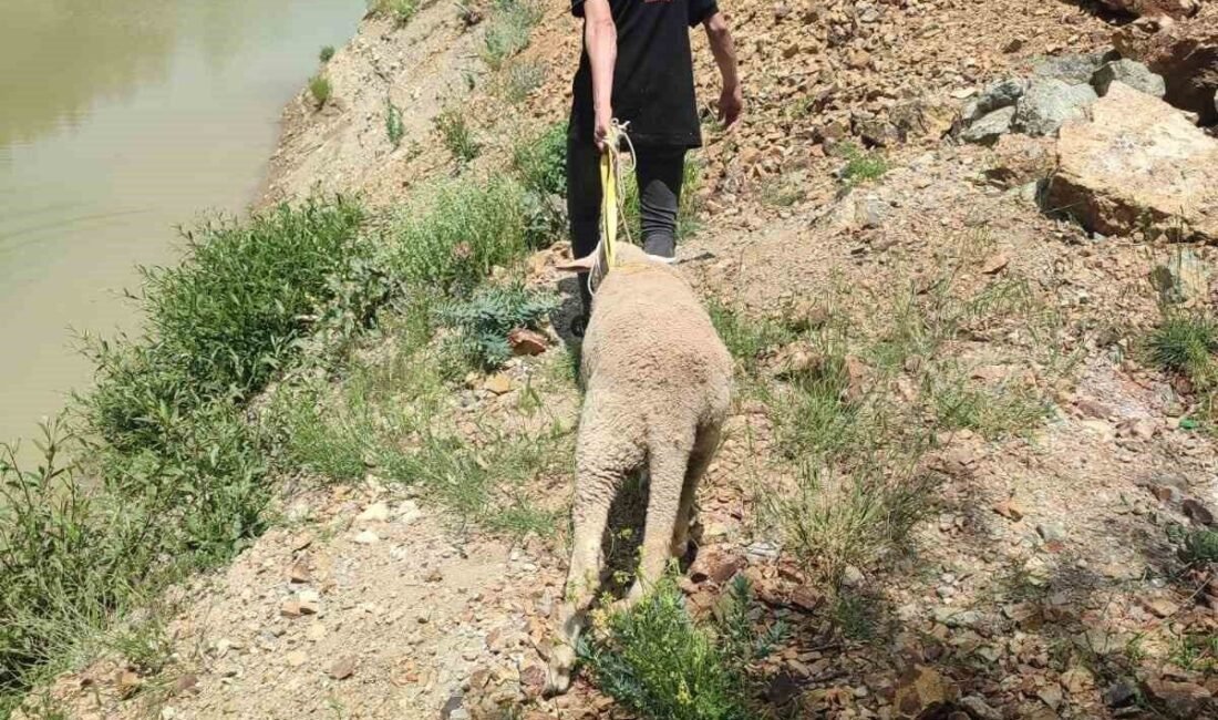 Isparta’da sahiplerinden kaçan kurbanlık koyun, dağlık bölgede bir uçurum kenarında