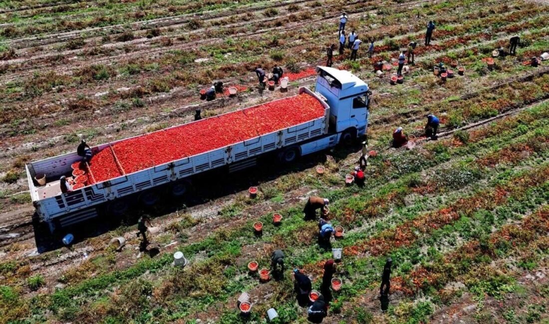 Türkiye’nin önemli üretim merkezlerinden Adana’da açıkta hasadı yapılan domatesin tarladaki