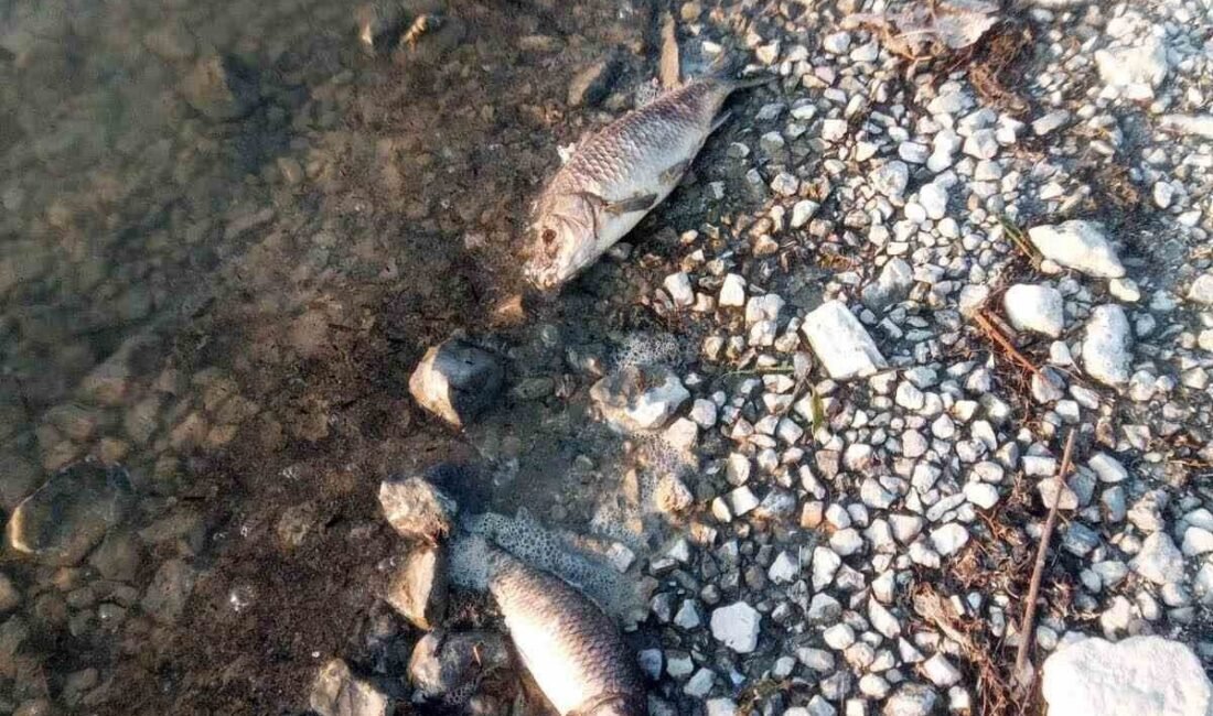 Eğirdir Gölü’nün Hoyran bölgesinde kıyıya vuran yüzlerce ölü sazan balığı