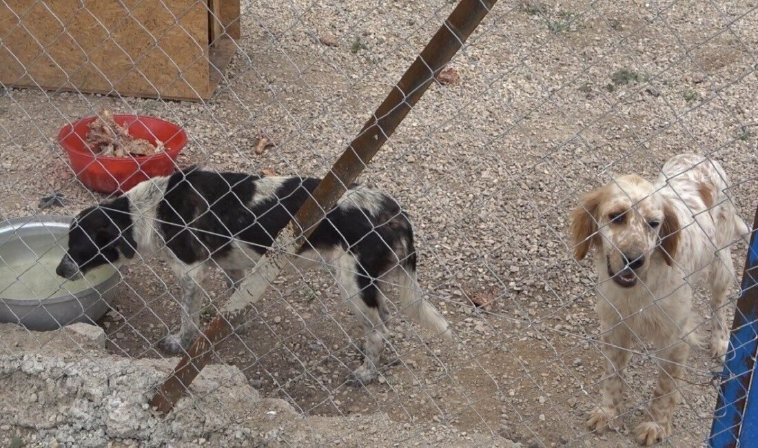 Osmaniye’de hayvanseverler sokakta hayatını idame ettiremeyen sokak hayvanları için koruma