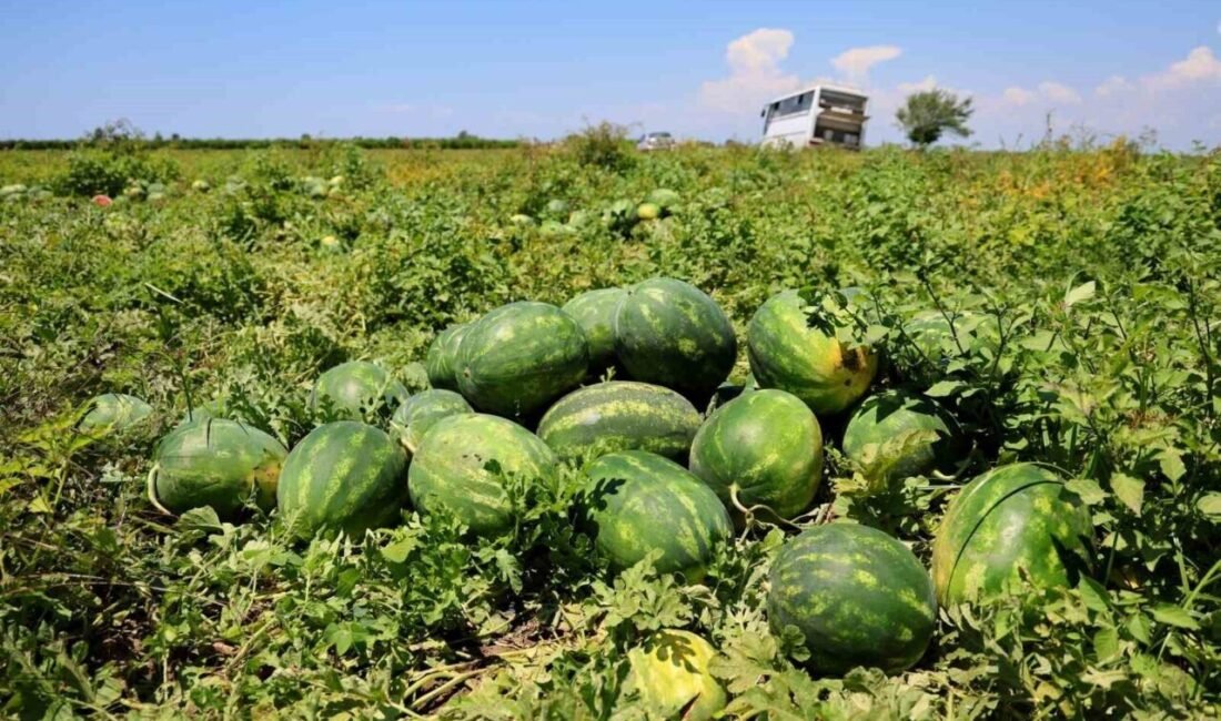 Adana’da hasadı süren karpuzun tarlada kilogram fiyatı 9-10 liraya kadar