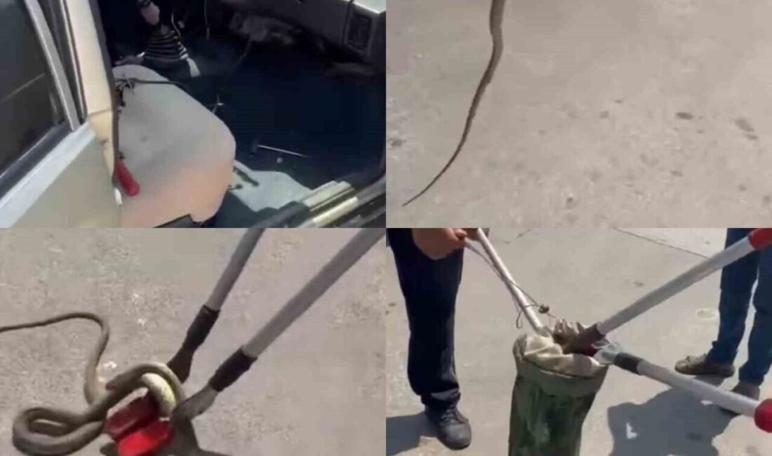 Mersin’in Erdemli ilçesinde hastane bahçesindeki bir otomobilde fark edilen yılan