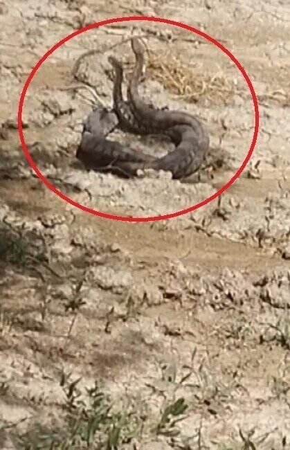 Hatay’ın Altınözü ilçesinde boş arazide 2 yılanın çiftleşme dansı vatandaş