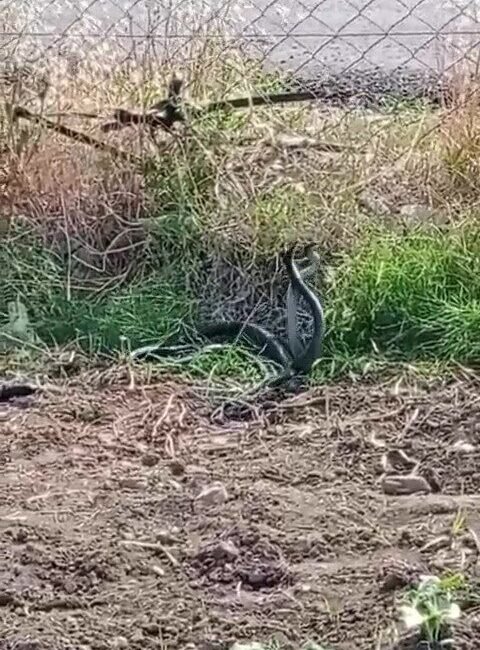 Hatay’ın Dörtyol ilçesinde boş arazide 2 yılanın çiftleşme dansı vatandaş