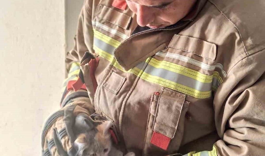 Hatay’da havalandırma boşluğuna düşerek mahsur kalan yavru kediyi itfaiye ekipleri