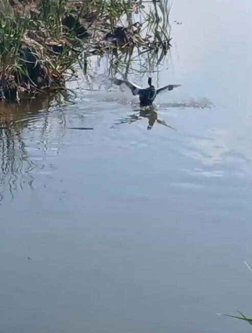 Isparta’nın Şarkikaraağaç ilçesinde yaralı olarak bulunan bahri kuşu, tedavisinin tamamlanmasının