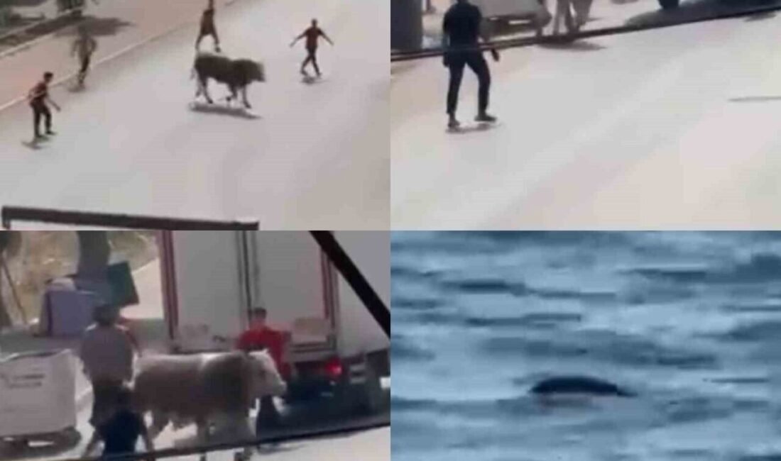 Kaçan boğa ortalığı bir birine kattı, diğeri ise denizde telef oldu Mersin’de kaçan boğa trafiği karıştırıp, bir kişinin de hafif yaralanmasına