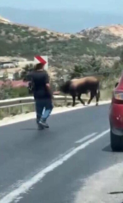 Hatay’da kaçarak karayolunda trafiği durduran boğanın kendisinin peşinde olan 2