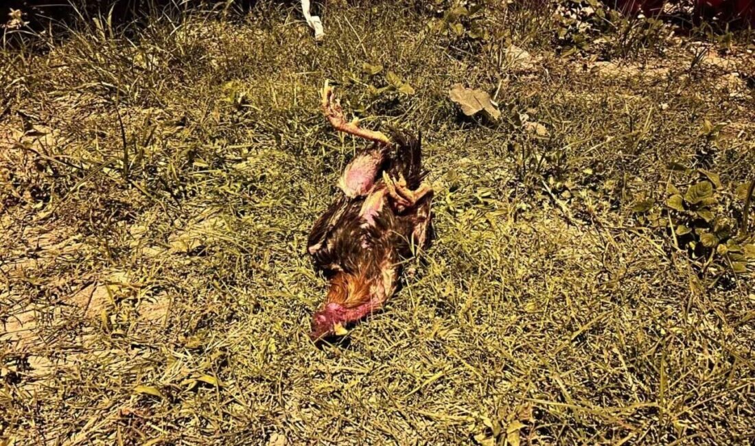 Hatay’da minibüs ile çarpışan otobüsün bagajında bulunan ve telef olan