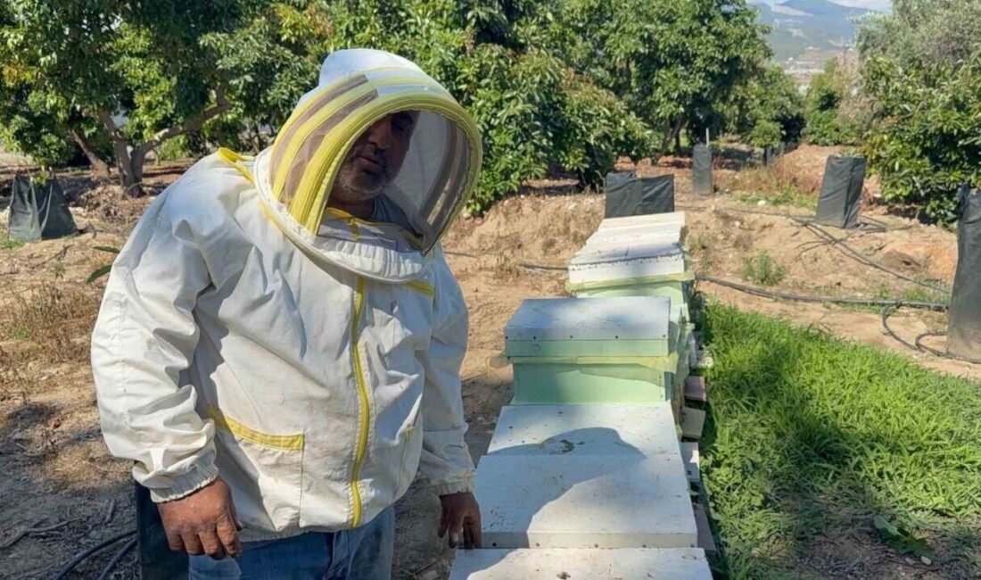 Antalya’nın Gazipaşa ilçesinde bir ayı, arı kovanlarına saldırdı. Güvenlik kamerasına