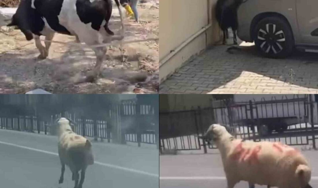 Mersin’de kaçan ve D-400 karayoluna çıkan bir koç, sahipleri tarafından