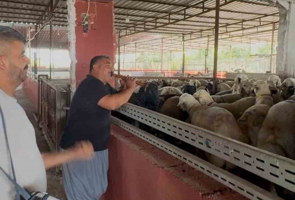 Mersin’in Tarsus ilçesinde kurbanlık hayvanlara mini konser verildi. Tarsus’ta hayvan