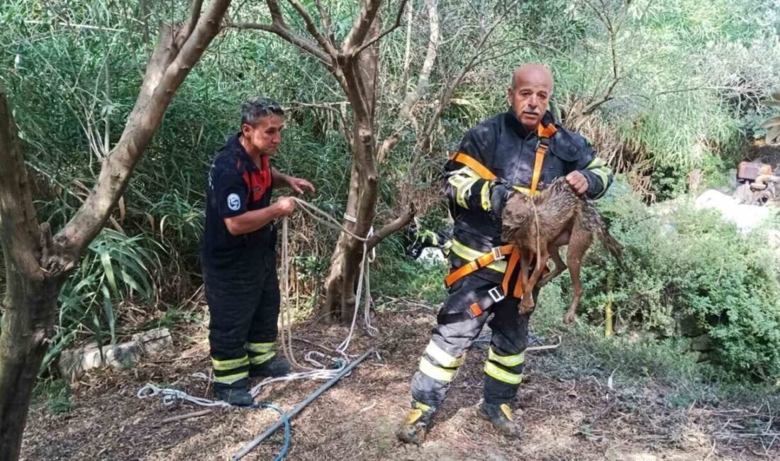 Hatay’ın Samandağ ilçesinde kuyuya düşen çakalı itfaiye ekipleri kurtardı. Samandağ