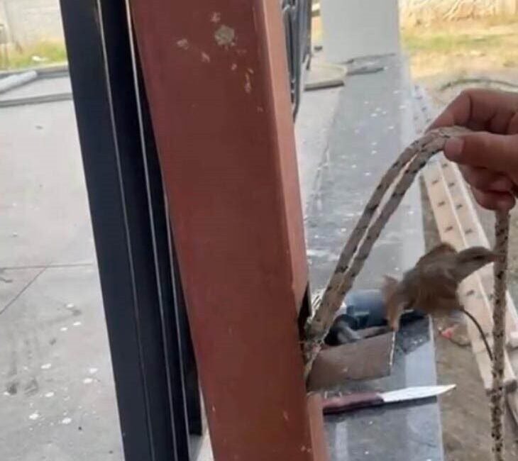 Osmaniye’de demir direğin içine düşen serçeyi vatandaşlar demiri keserek çıkardı.