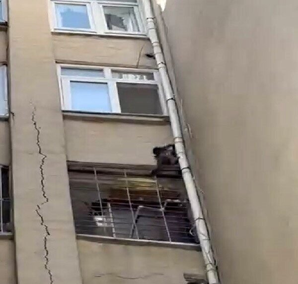 Mersin’in Tarsus ilçesinde bir evden kaçtığı sanılan maymun yakalanamıyor. Vatandaşlar