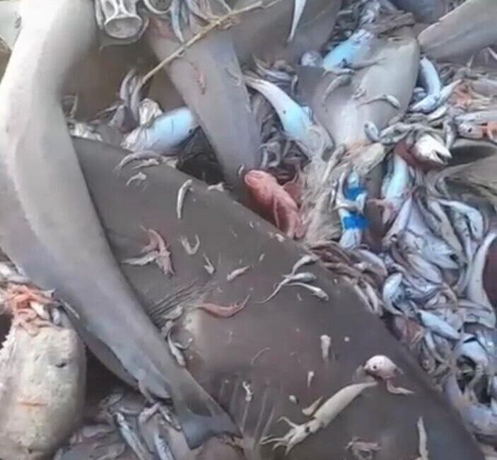 Mersin Valiliğinden köpek balığı açıklaması Mersin açıklarında köpek balıklarının balıkçı ağlarına takılmasıyla ilgili sosyal medyada