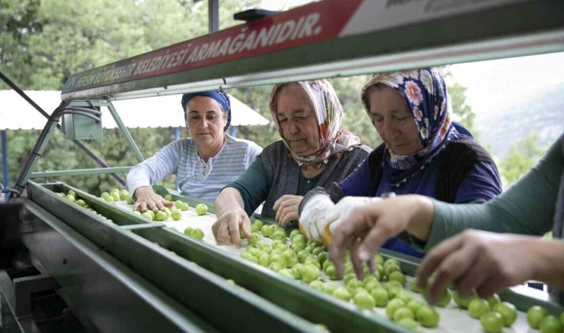 Mersin Büyükşehir Belediyesinin erik boylama makinesi desteği, üreticilerin iş yükünü
