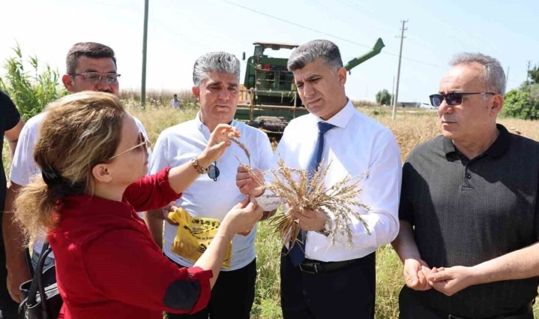 Mersin’in merkez ilçe Akdeniz Belediyesi, belediyeye ait arazilerde ekimi gerçekleştirilen