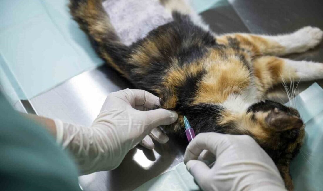 Mersin Büyükşehir Belediyesi, sokakta yaşayan kedi popülasyonunu kontrol altına almak