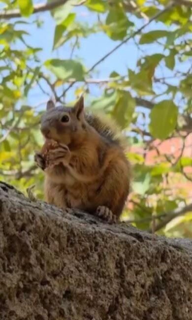 Osmaniye’nin yöresel lezzeti bayram kömbesi yiyen sincabın görüntüsü cep telefonu