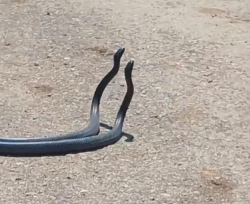 Osmaniye’nin Düziçi ilçesinde yol ortasında 2 yılanın çiftleşme dansı vatandaş