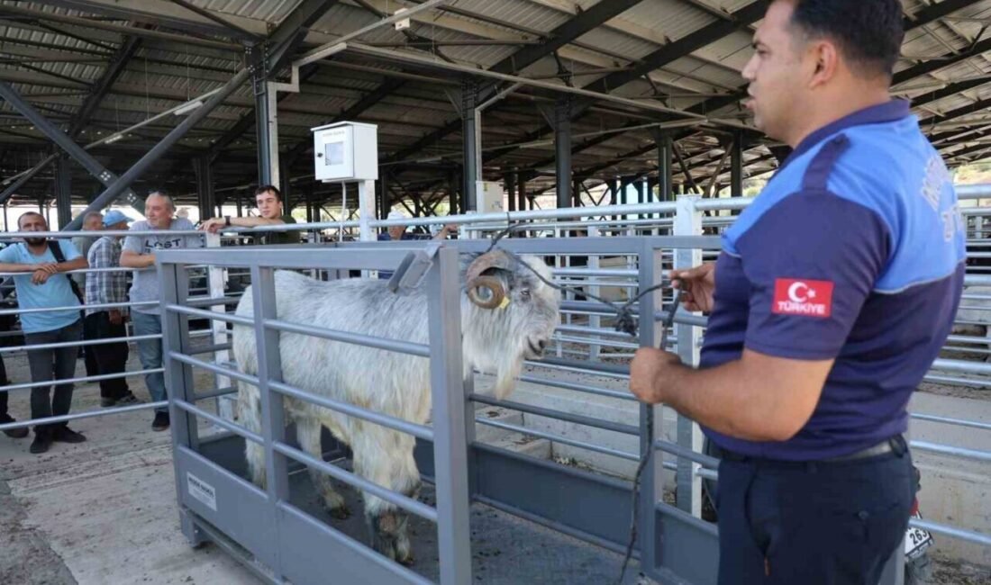 Adana’nın Kozan ilçesinde kurulan canlı hayvan pazarında Kurban Bayramı hareketliliği