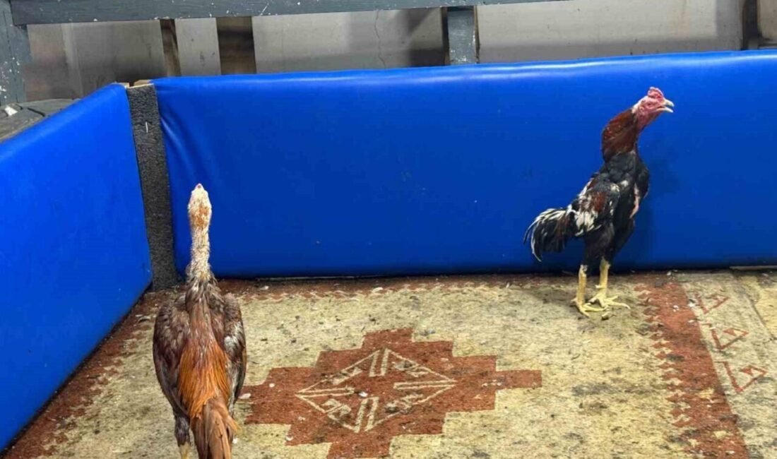 Adana’da sivil polisler, ruhsatsız bir kahvehaneye müşteri gibi girdi, horoz