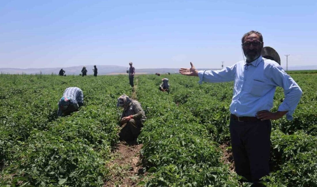 Hatay’da termometrelerin 40 dereceye ulaşmasıyla birlikte zorlu şartlarda tarım arazilerinde
