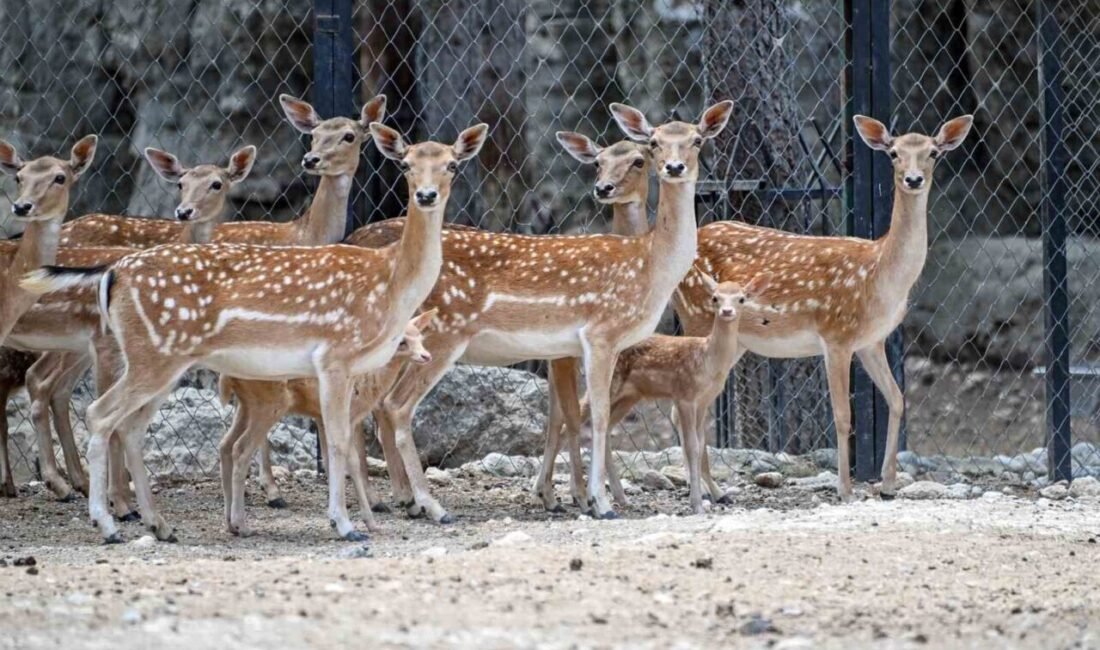 Tarsus Doğa Parkı’nda yaz mevsiminin başlamasıyla birlikte doğum sezonu hareketliliği