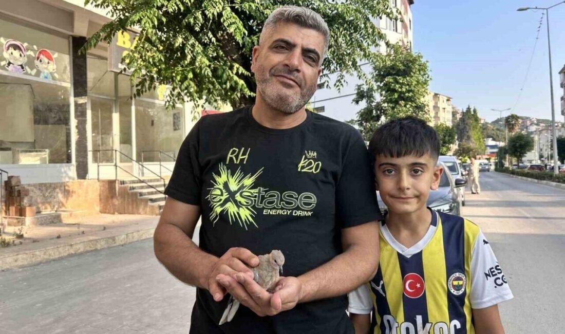 Hatay’ın Antakya İlçesinde yolun ortasında bitkin düşen kumru için seferber