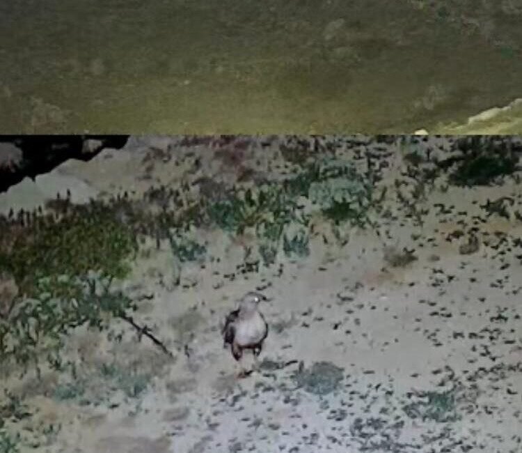 Antalya’nın Gazipaşa ilçesine bağlı Akarca Yaylası’nda bir evin güvenlik kamerası,