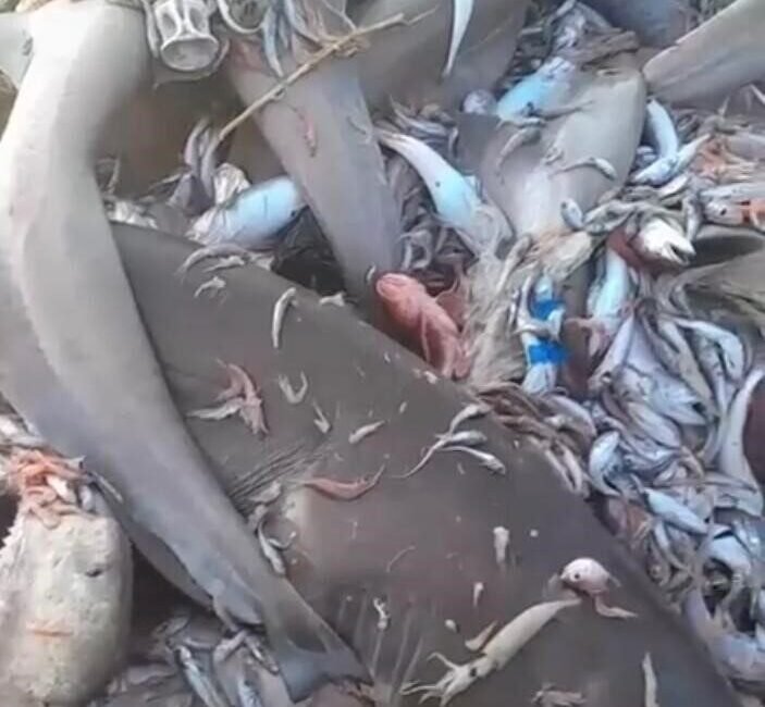 Av yasağının serbest olduğu Akdeniz açıklarında 8 köpekbalığı Mersinli balıkçıların