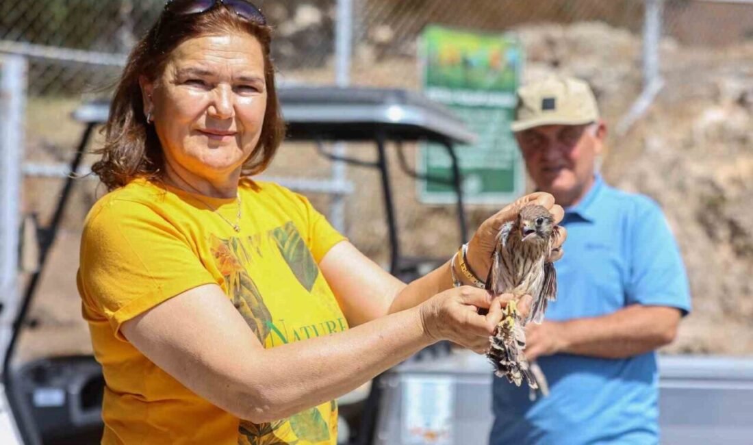 Antalya’da Doğal Yaşam Parkı’nda bakım ve tedavi süreçleri tamamlanan 5’i