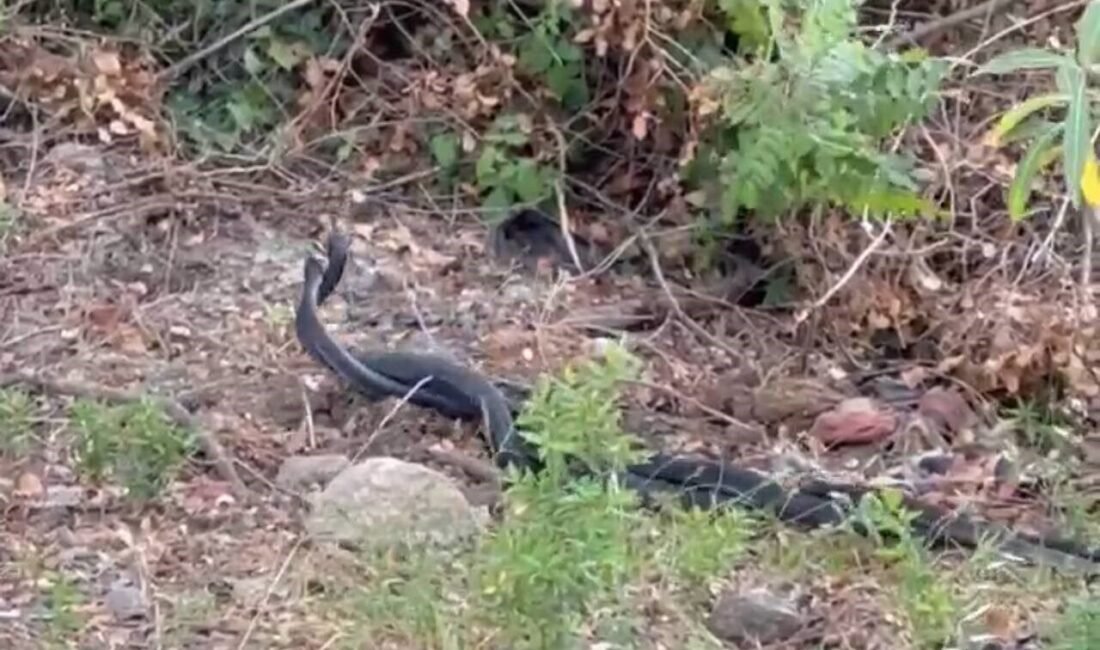 Adana’nın Kozan ilçesinde ısınan havayla birlikte ortaya çıkan yılanların ’Çiftleşme’