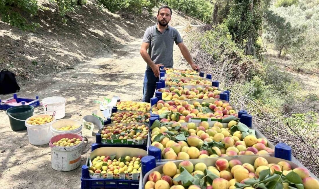 Hatay’ın Arsuz ilçesinde kayısı hasadı başladı. Aroması ve lezzetiyle damaklarda