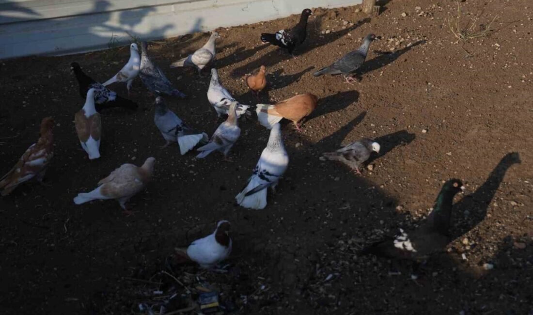 Hatay’da 13 yıldır güvercinlerin besleyen Mustafa Toman, güvercin yumurtalarını kontrol