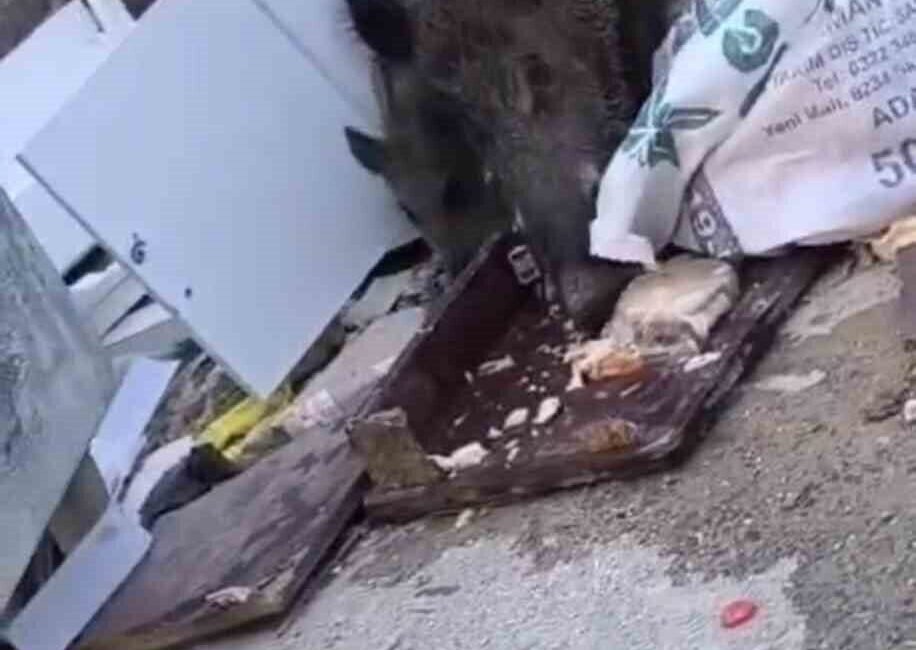 Hatay’da yiyecek aramak için şehre inen domuz ve yavruları cep