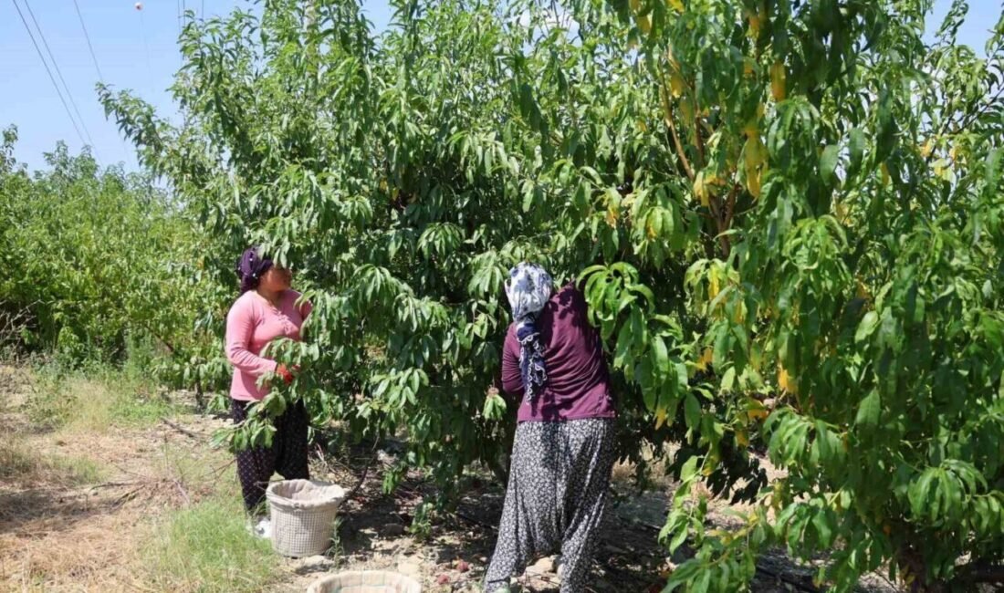 Adana’da şeftali hasadı başladı. Zirai donun vurduğu ürün bahçede 50