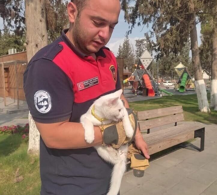 Hatay’ın İskenderun ilçesinde ağaca çıkarak mahsur kalan kedi itfaiye ekipleri