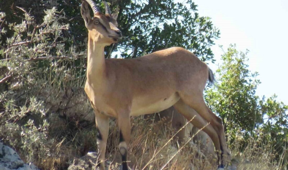 Kahramanmaraş’taki Ahır Dağı eteklerinde sürü halinde gezen ala geyikler görüntülendi.