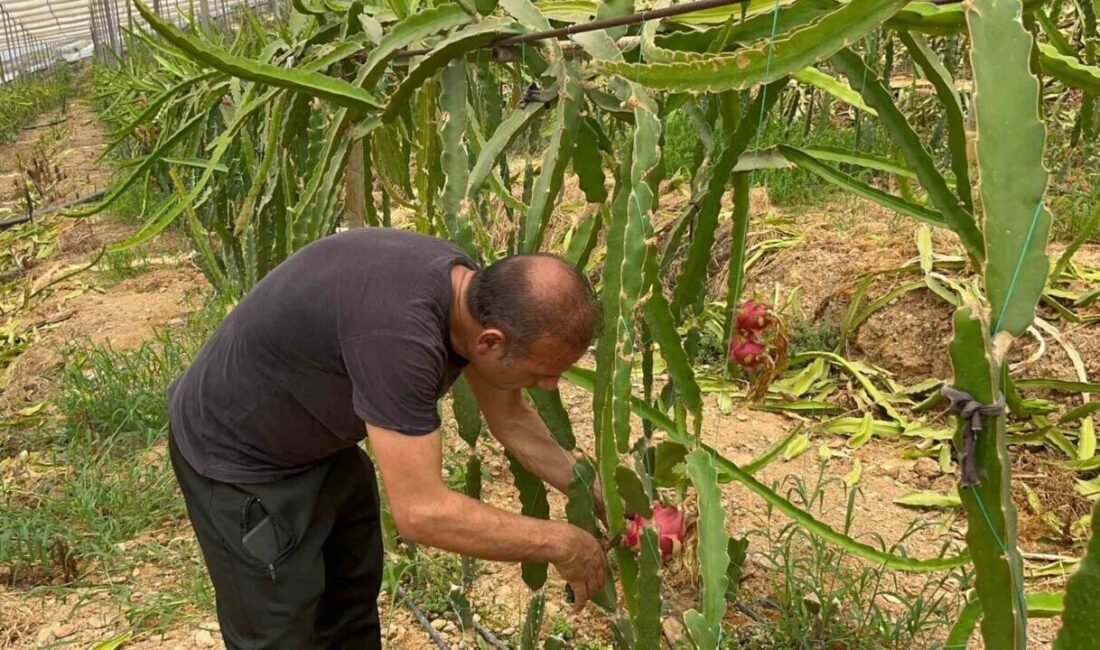 Antalya’nın Alanya ilçesinde tropikal iklimi seven ve son yıllarda üretim